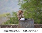 Small photo of Bonnet Macaque Monkey searching for food in a garbage bin.Image taken at Sanjay Gandhi National Park in Mumbai,India. Scientific Name: Macaca radiata