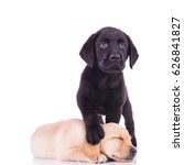 stock-photo-little-black-labrador-standing-with-paw-on-sleeping-puppy-s-head-isolated-on-white-background-626841827.jpg