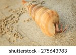 hermit crab in a screw shell on ...