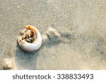 hermit crab in a screw shell on ...