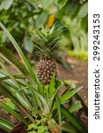 pineapple growing on a...