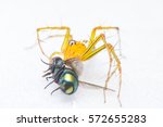 Spiders On Bottle Free Stock Photo - Public Domain Pictures