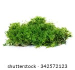 beautiful green moss close up...