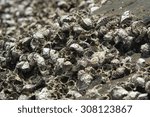 Small photo of The accumulation of seashells buried in stone. At a first glance resemble the skull.