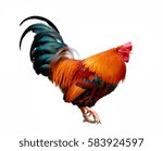 Small photo of Proud-looking cock isolated on white