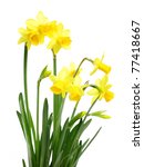 yellow daffodils isolated on...