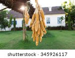 hanging dried corns in garden