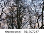 silhouettes of bare trees at...
