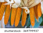 dried corn hang over background