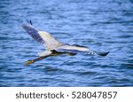 Small photo of Great Blue Heron flying shot from above