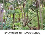 rain forest in royal botanic...