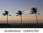 three palms at sunset