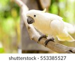 cute cockatoo on branch