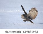 Small photo of Great grey owl (Strix nebulosa) preparing to pounce on its prey in the snow