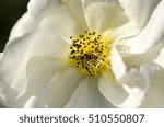 Small photo of Flower pistils and stamen