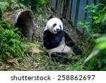 hungry giant panda bear eating...