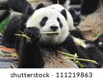 giant panda bear eating bamboo...