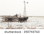 cattle near a windmill with...