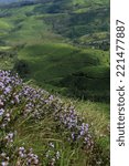 Strobilanthes definition/meaning
