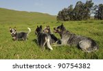 Small photo of australian cattle dog family; karte dinkum ozzy and tallawong snowbelle with pups. kazulu natal, south africa