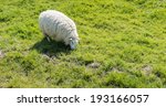 one sheep with a very thick and ...