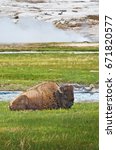 Small photo of American bison (Bison bison) in front of a steaming geyser in Yellowstone National Park, Wyoming, USA