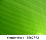 green palm leaf closeup texture