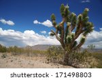 joshua tree forest  arizona usa