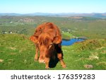 luing cow on gummers how  above ...