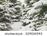 fir branches covered with snow