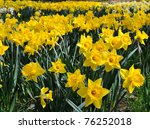 these sunny yellow daffodils...