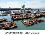sea lions on pier 39 in san...