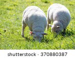 two beautiful sheep grazing on...