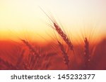golden ears of wheat on the...