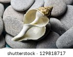 whelk shell resting on gray...