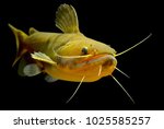 Small photo of Gulper Catfish (Asterophysus batrachus) Real Amazon Predator also called torpedo catfish, attempt to swallow fish up to a few inches larger than themselves