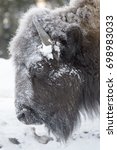 Small photo of American Bison (Bison bison) close up portrait covered with snow and ice, Lamar Valley, Yellowstone National Park, Montana, Wyoming, USA