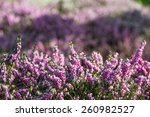 blooming heathers with blurred...