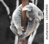 australian koala bear sleep on...