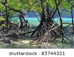 mangrove root at surin island ...
