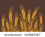 field of wheat  barley or rye...