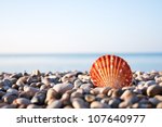 sea shell with sea and blue sky ...