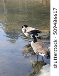 Small photo of Canada Goose make a break at the river