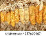 dried corn on cobs hung