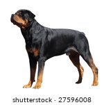 Clip Art Rottweiler