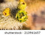 cholla cactus garden in the...