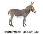 What does the poker term donkey mean