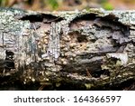 gum tree bark textures 