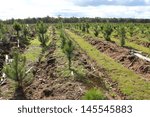 regrowth in pine plantation  in ...