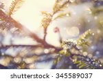 indistinct background with fir...